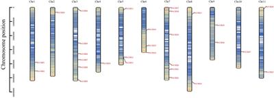 Genome- and Transcriptome-Wide Identification of C3Hs in Common Bean (Phaseolus vulgaris L.) and Structural and Expression-Based Analyses of Their Functions During the Sprout Stage Under Salt-Stress Conditions